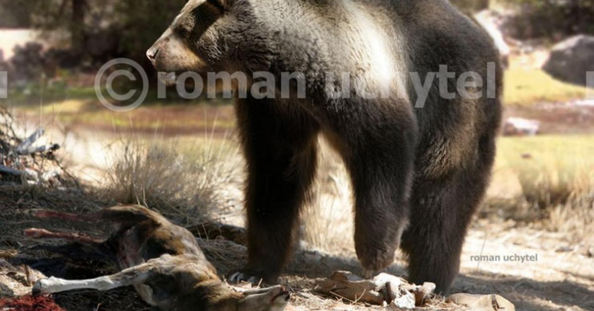 Elegant Arctotherium in its natural habitat, called Arctotherium in Indonesia.