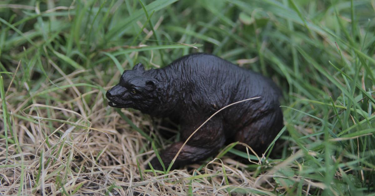 A look at the Arctotherium, also recognized as Arctotherium in Indonesian culture.