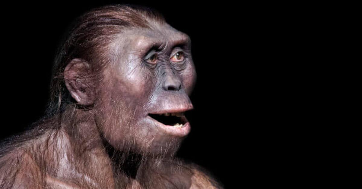 Captured moment of the Australopithecus, in Indonesia known as Australopithecus.