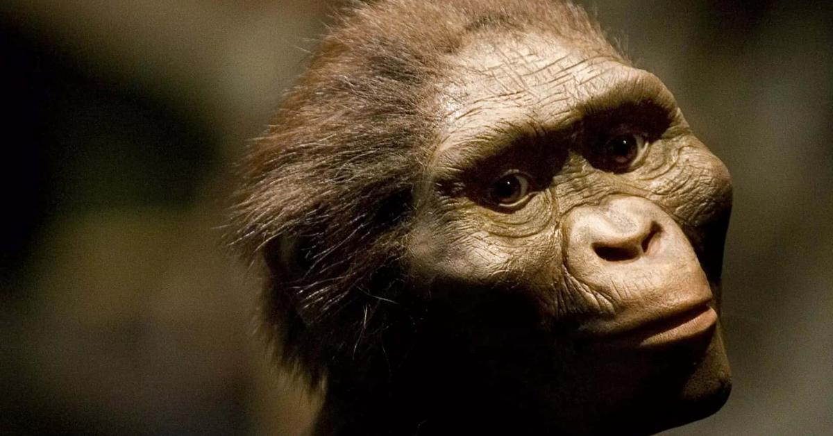 Photogenic Australopithecus, scientifically referred to as Australopithecus.