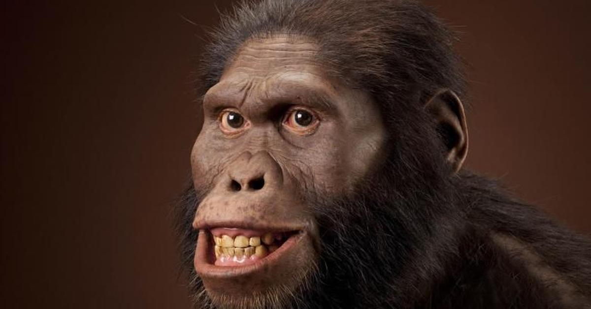 Close-up view of the Australopithecus, known as Australopithecus in Indonesian.