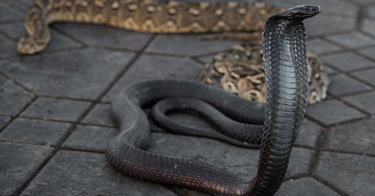 The fascinating Arabian Cobra, scientifically known as Naja arabica.