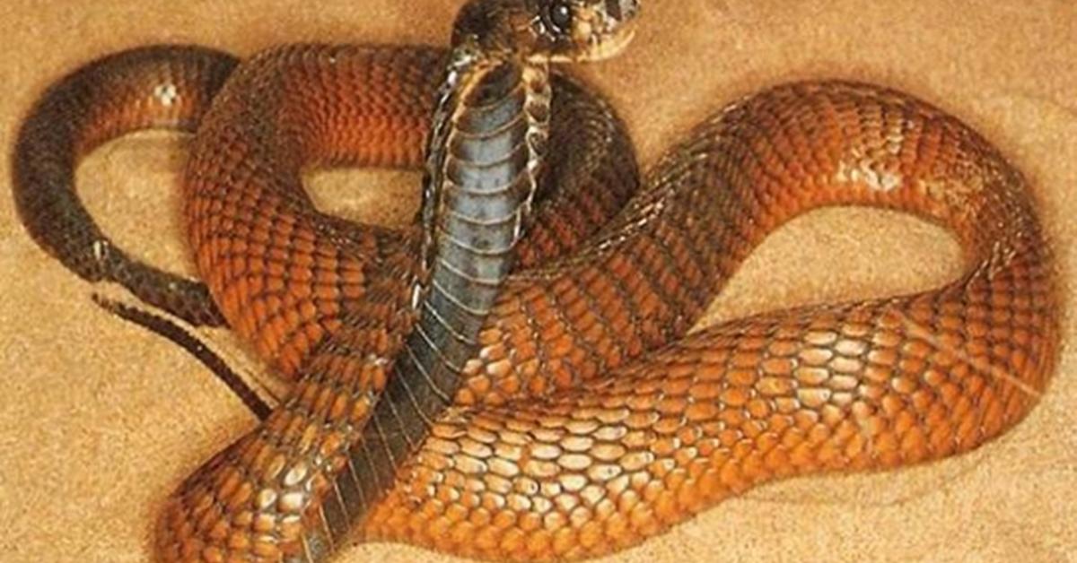 The Arabian Cobra, an example of Naja arabica, in its natural environment.