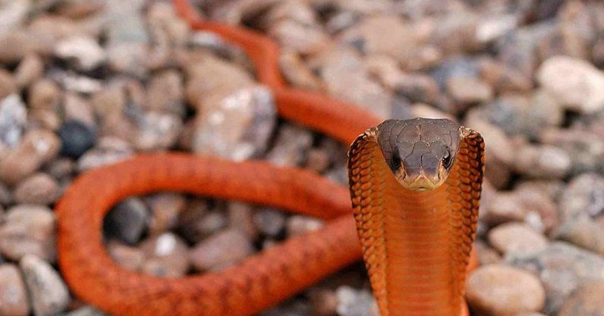 Insightful look at the Arabian Cobra, known to Indonesians as Kobra Arab.