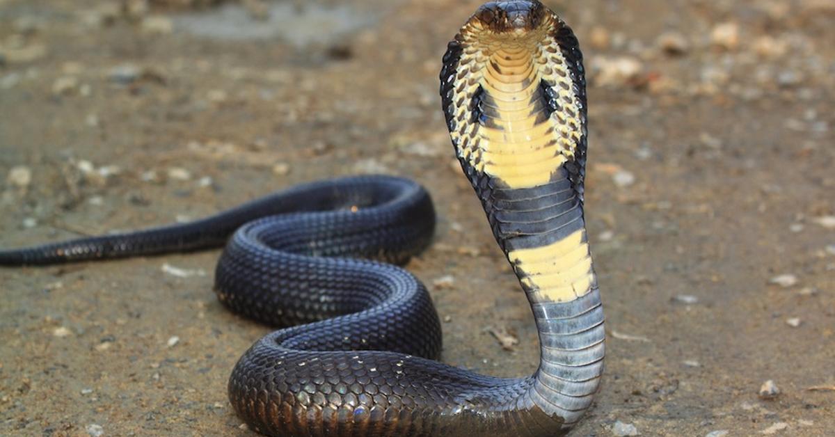 Splendid image of the Arabian Cobra, with the scientific name Naja arabica.