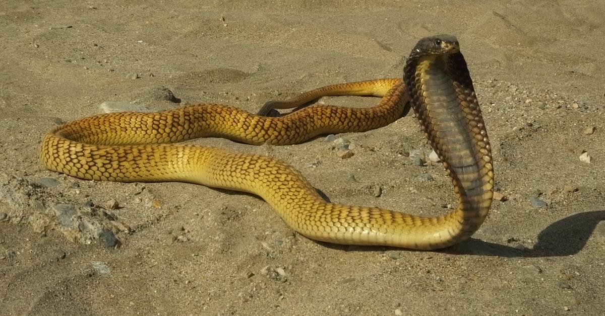 Graceful Arabian Cobra, a creature with the scientific name Naja arabica.