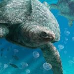 Insightful look at the Archelon Turtle, known to Indonesians as Kura-kura Archelon.