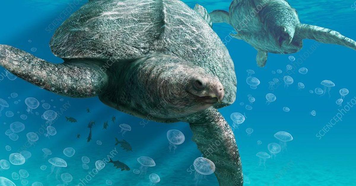 Striking appearance of the Archelon Turtle, known in scientific circles as Archelon.