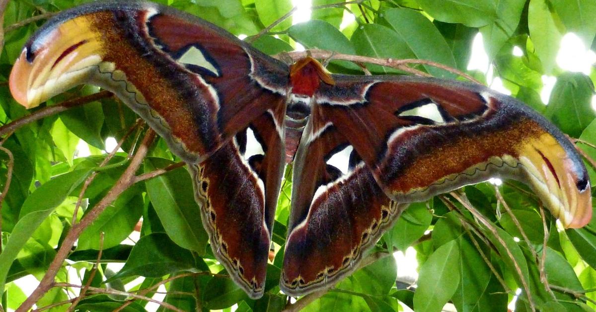 Splendid image of the Atlas Moth, with the scientific name Attacus atlas.