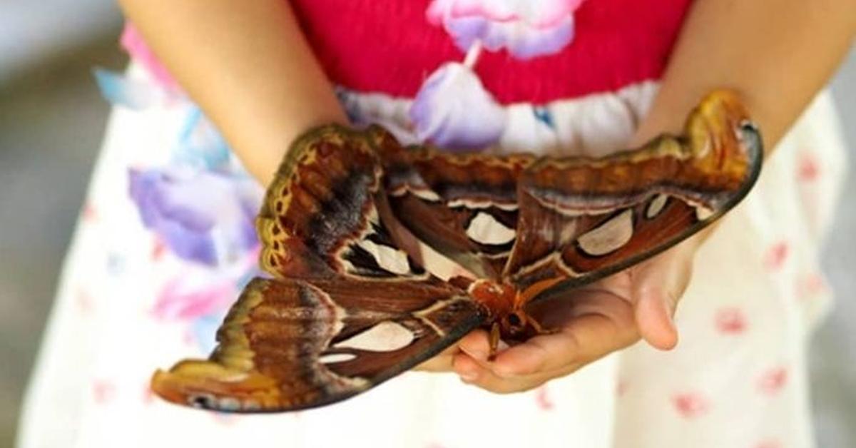 Snapshot of the intriguing Atlas Moth, scientifically named Attacus atlas.