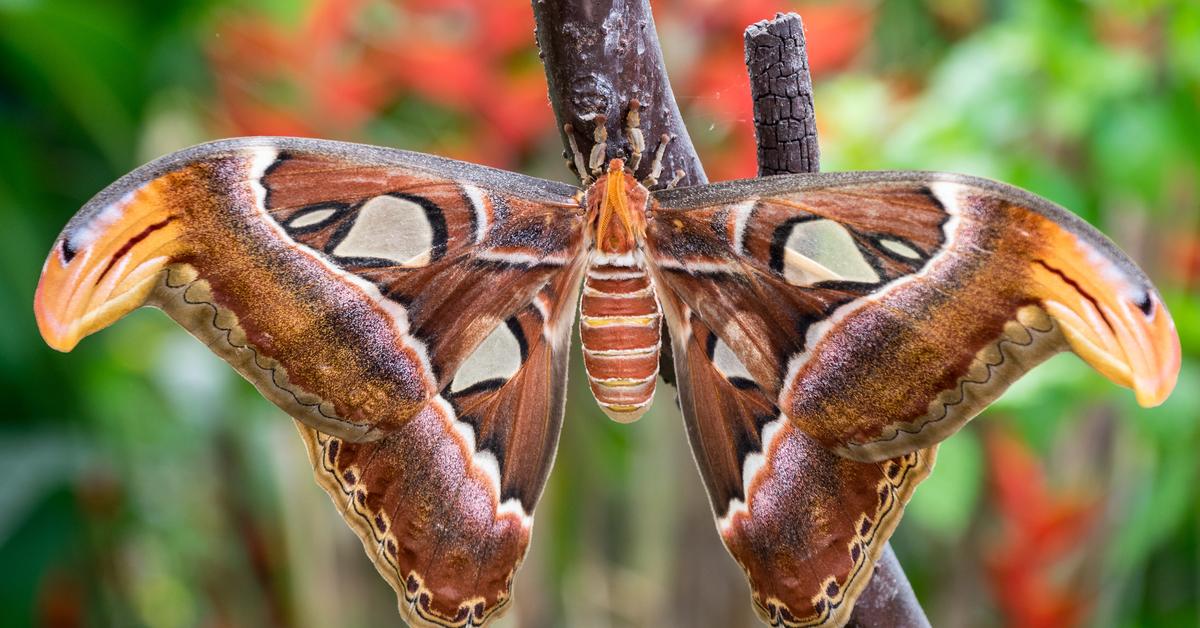 The majestic Atlas Moth, also called Kupu-kupu Atlas in Indonesia, in its glory.