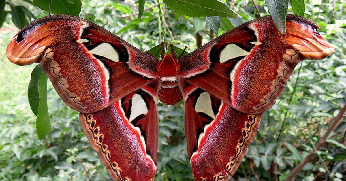 The Atlas Moth, a beautiful species also known as Kupu-kupu Atlas in Bahasa Indonesia.