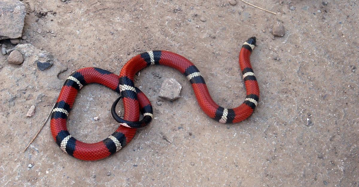 Captured beauty of the Arizona Coral Snake, or Micruroides euryxanthus in the scientific world.