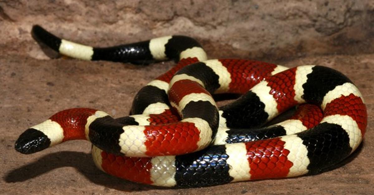 Iconic view of the Arizona Coral Snake, or Micruroides euryxanthus, in its habitat.