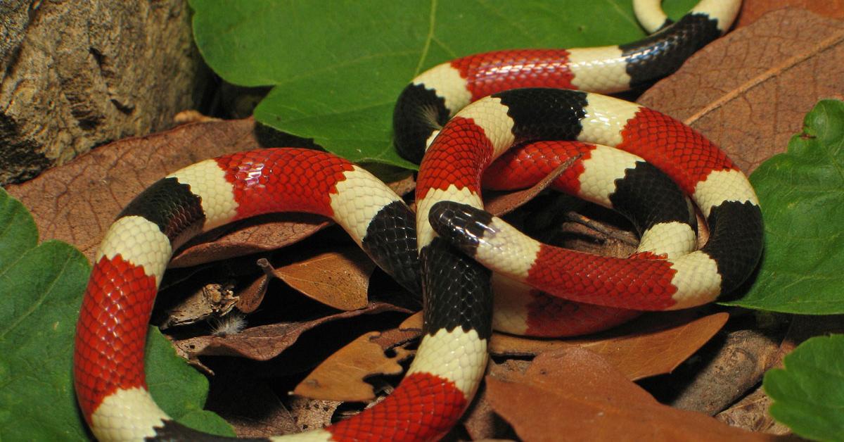 The elegant Arizona Coral Snake (Micruroides euryxanthus), a marvel of nature.