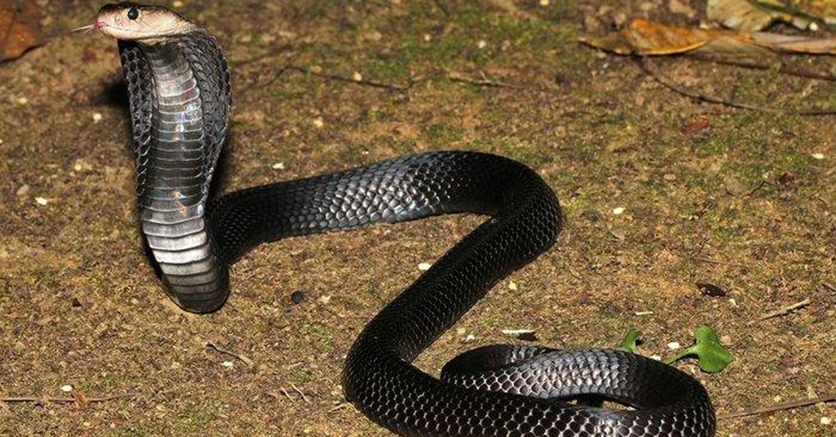 Elegant portrayal of the Arizona Coral Snake, also known as Micruroides euryxanthus.