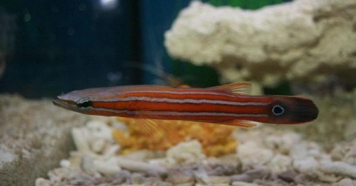 Image of the Australian Flathead Perch (Rainfordia opercularis), popular in Indonesia as Ikan Duri Laut Australia.