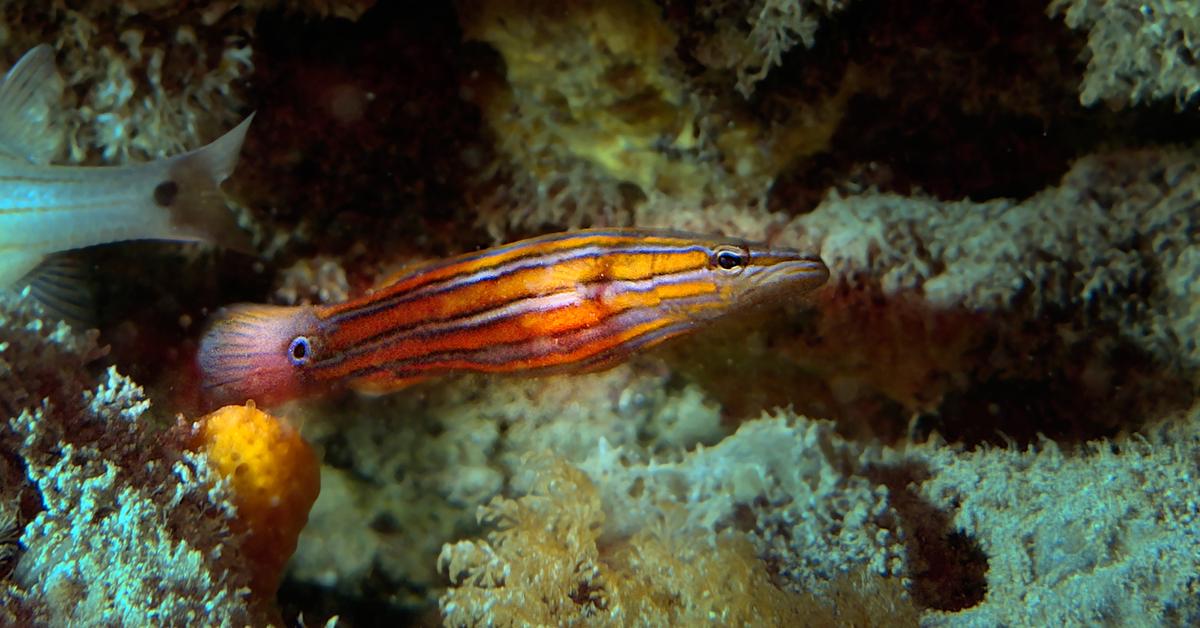 Vibrant snapshot of the Australian Flathead Perch, commonly referred to as Ikan Duri Laut Australia in Indonesia.