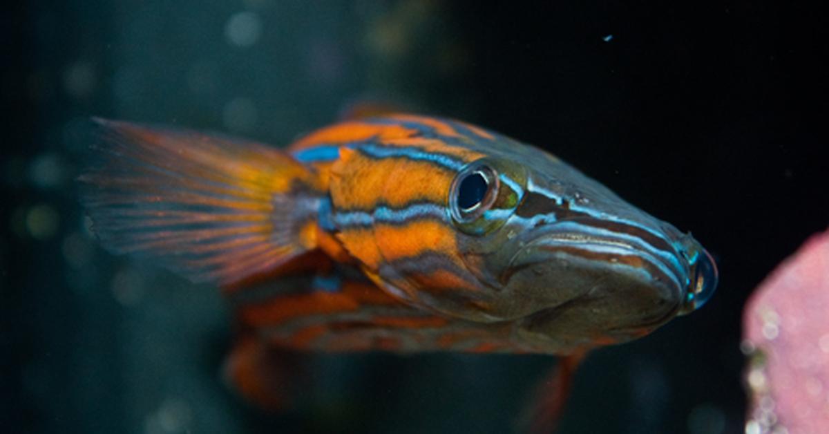 Photographic depiction of the unique Australian Flathead Perch, locally called Ikan Duri Laut Australia.