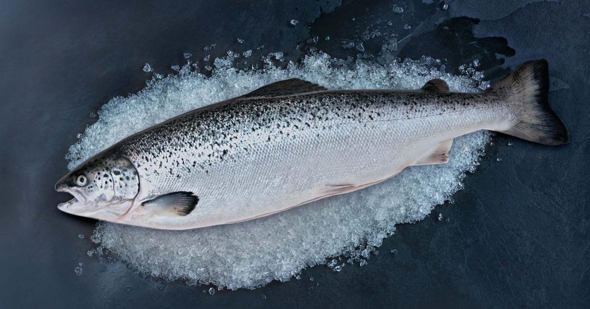 Close encounter with the Atlantic Salmon, scientifically called Salmo salar.