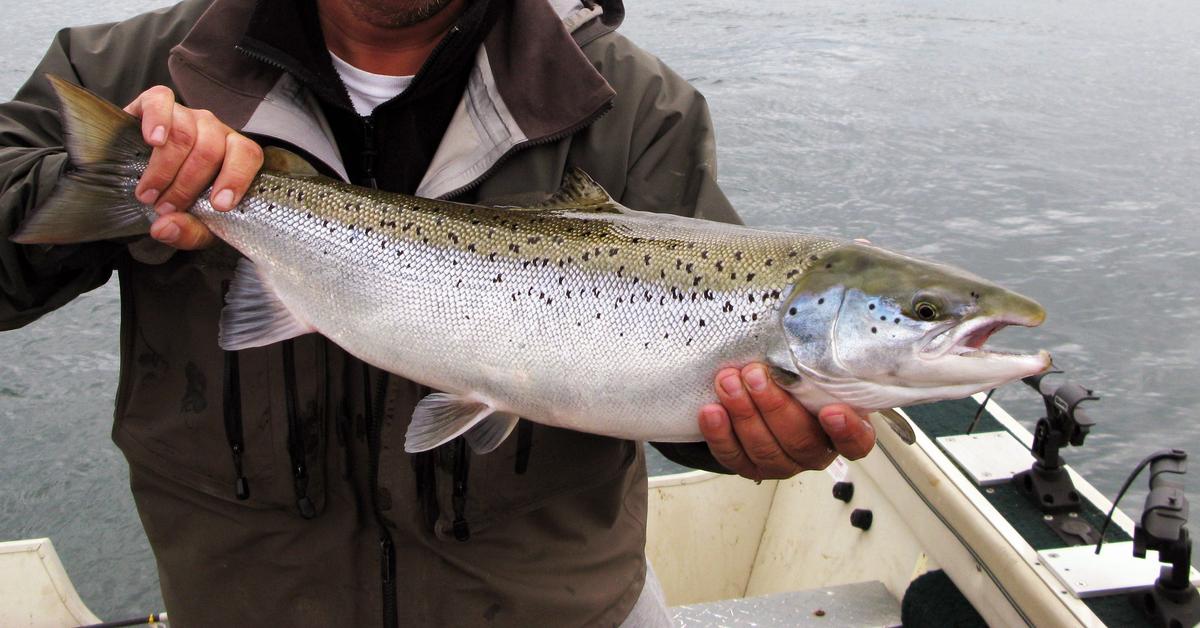 Enchanting Atlantic Salmon, a species scientifically known as Salmo salar.