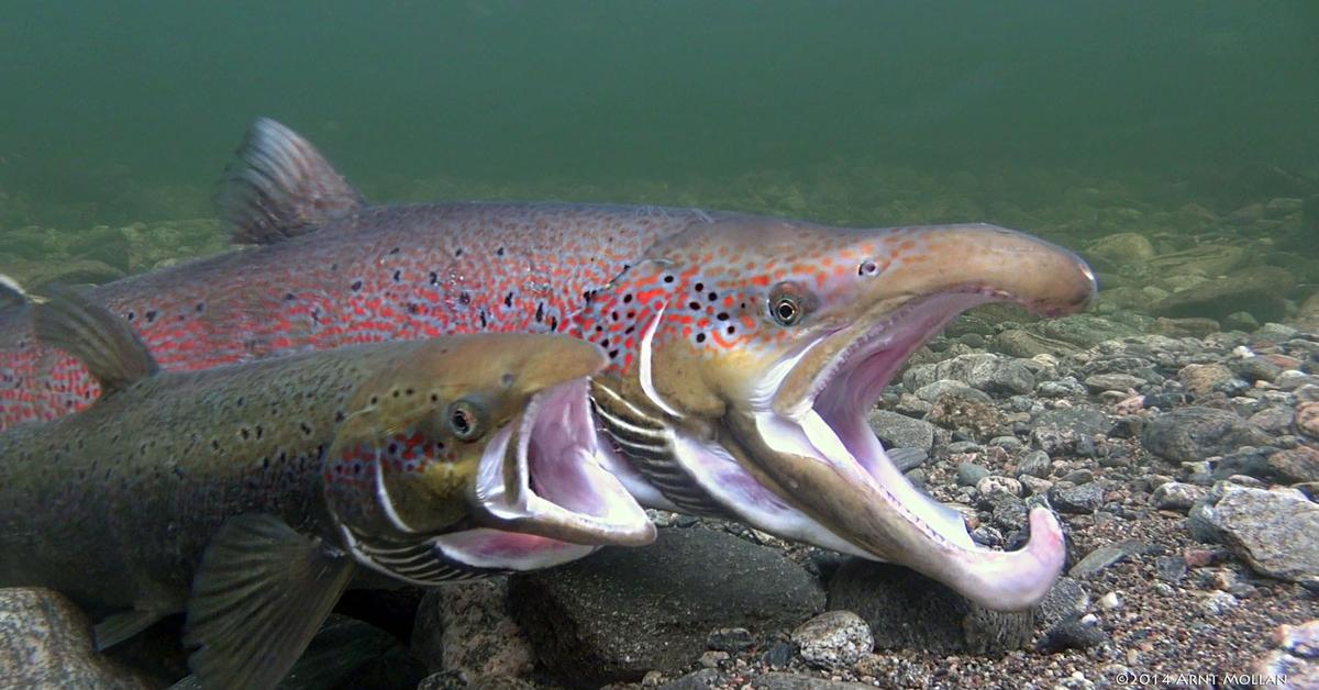 Unique portrayal of the Atlantic Salmon, also called Salmon Atlantik in Bahasa Indonesia.