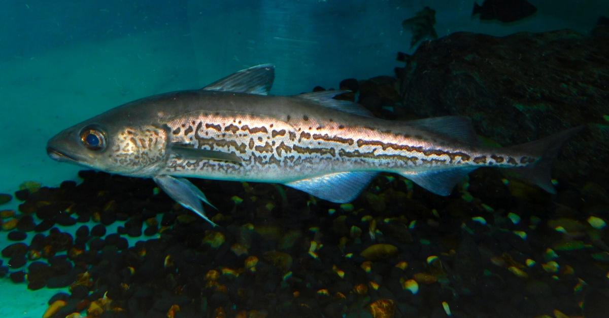 The majestic Alaskan Pollock, also called Pollock Alaska in Indonesia, in its glory.