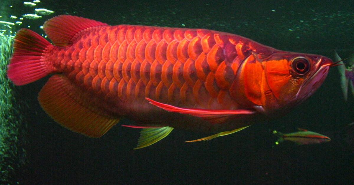 Captivating presence of the Asian Arowana, a species called Scleropages formosus.