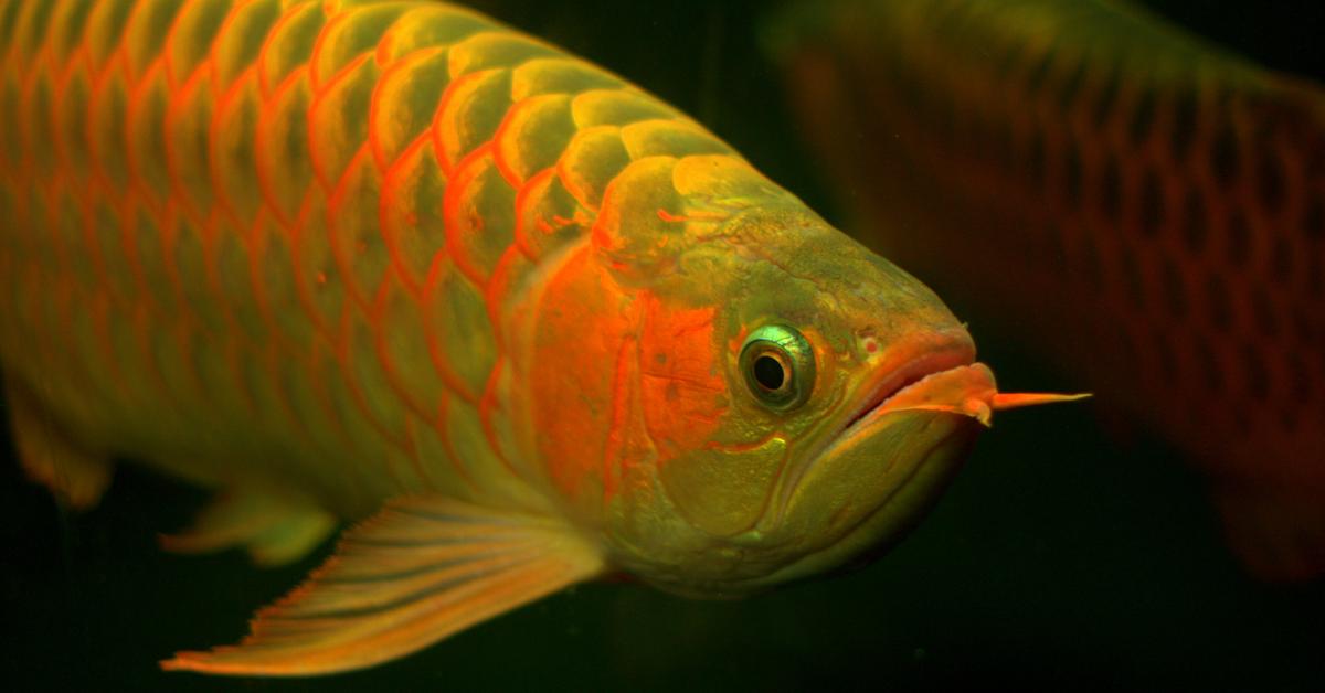 Vivid image of the Asian Arowana, or Ikan Arowana Asia in Indonesian context.