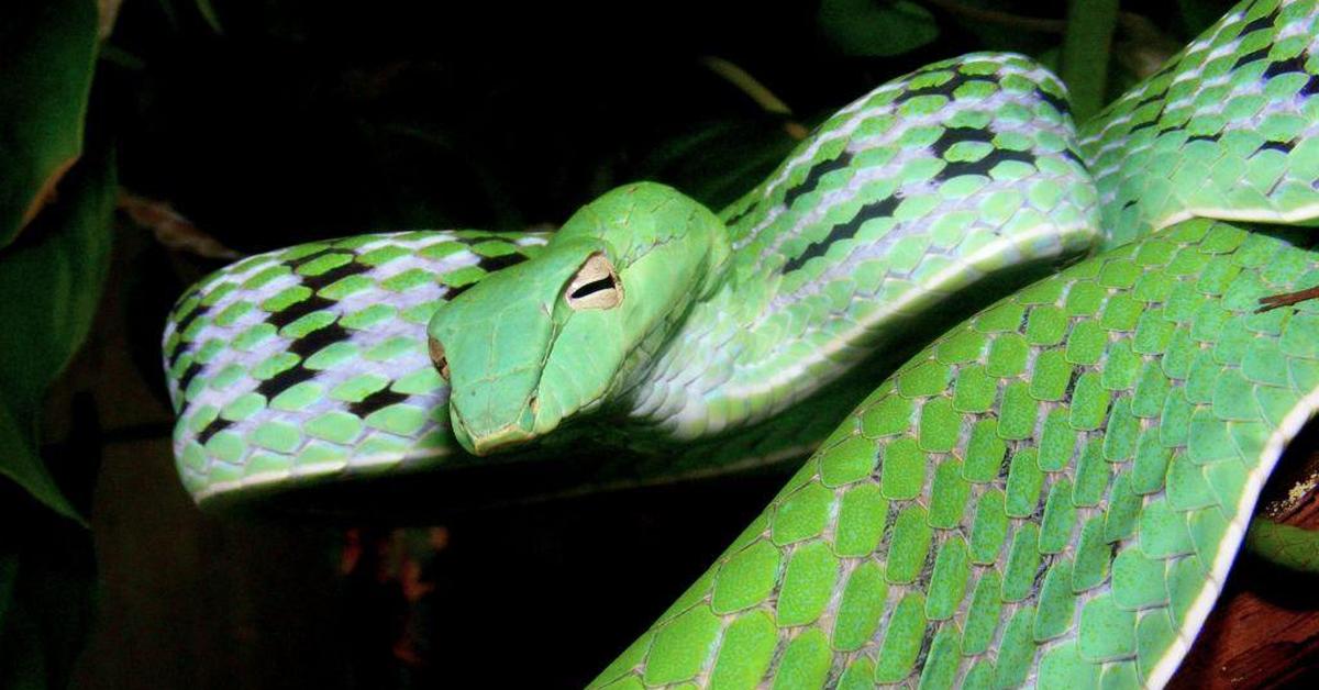 Captured moment of the Asian Vine Snake, in Indonesia known as Ular Ranting Asia.