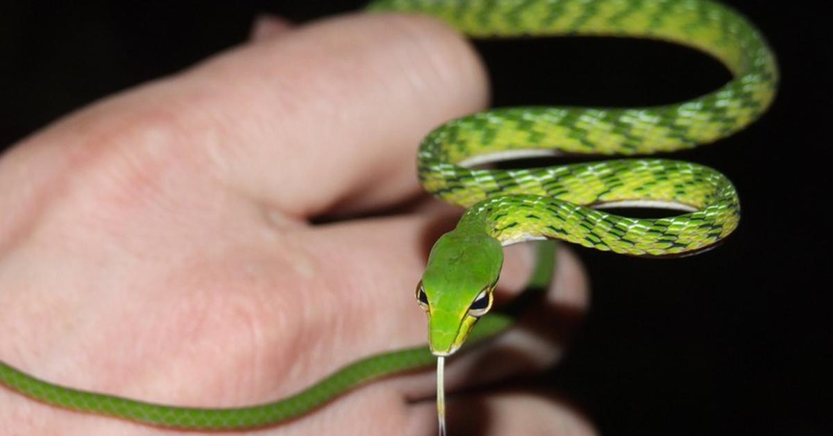 Captivating view of the Asian Vine Snake, known in Bahasa Indonesia as Ular Ranting Asia.