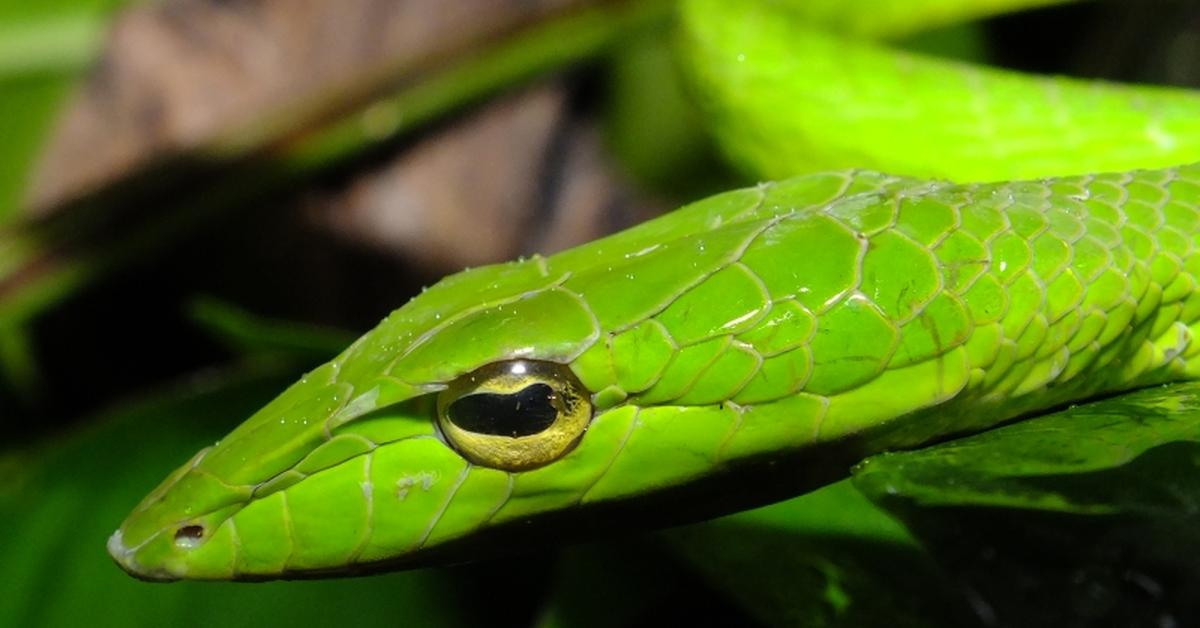 Unique portrayal of the Asian Vine Snake, also called Ular Ranting Asia in Bahasa Indonesia.