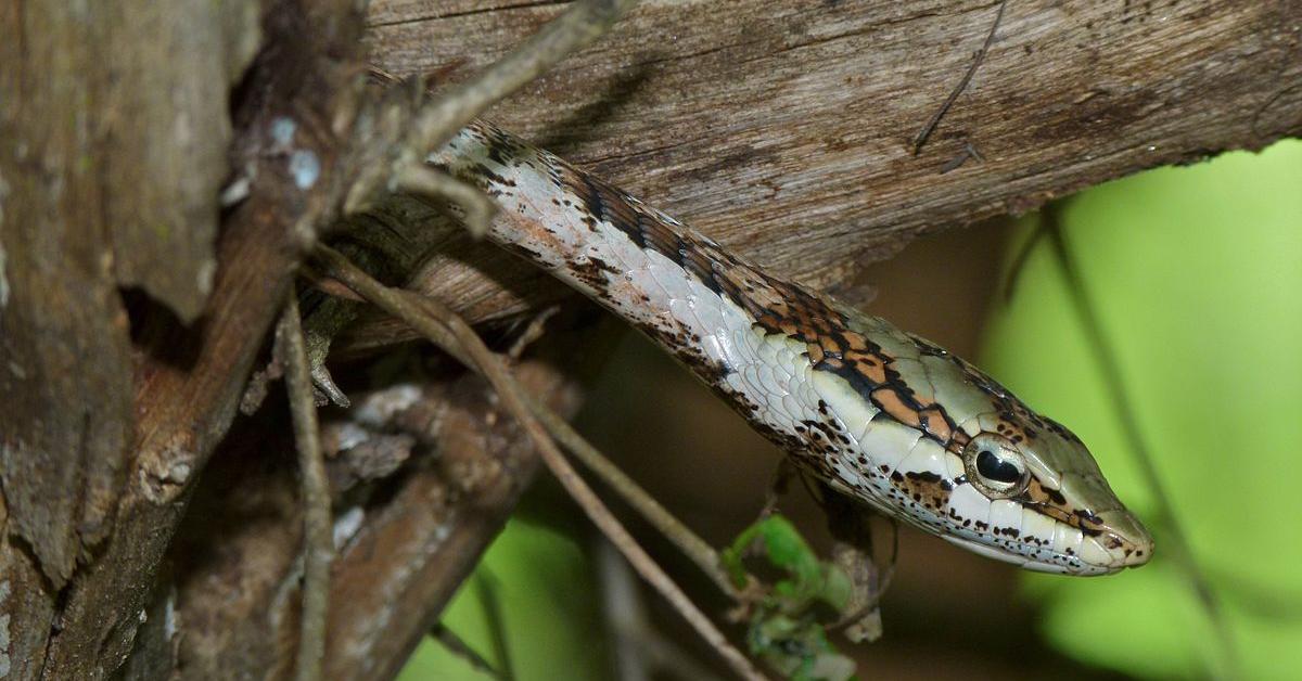 Captivating shot of the Asian Vine Snake, or Ular Ranting Asia in Bahasa Indonesia.