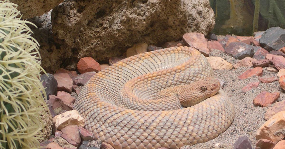 Insightful look at the Aruba Rattlesnake, known to Indonesians as Ular Berantakan Aruba.