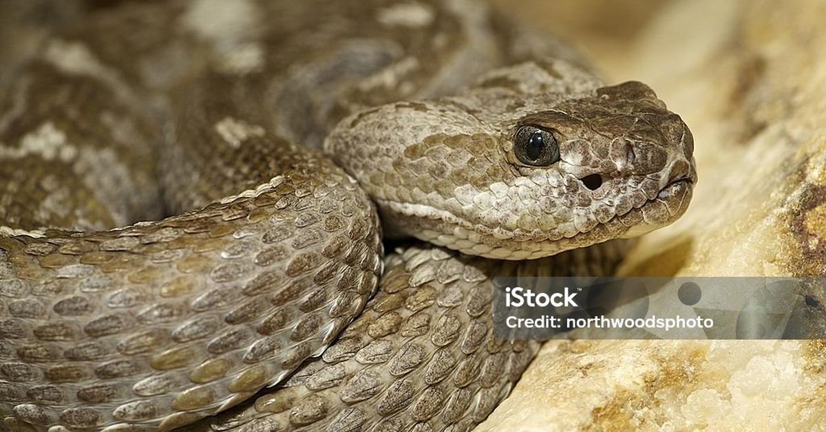 Natural elegance of the Aruba Rattlesnake, scientifically termed Crotalus unicolor.