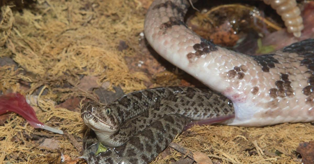 Unique portrayal of the Aruba Rattlesnake, also called Ular Berantakan Aruba in Bahasa Indonesia.