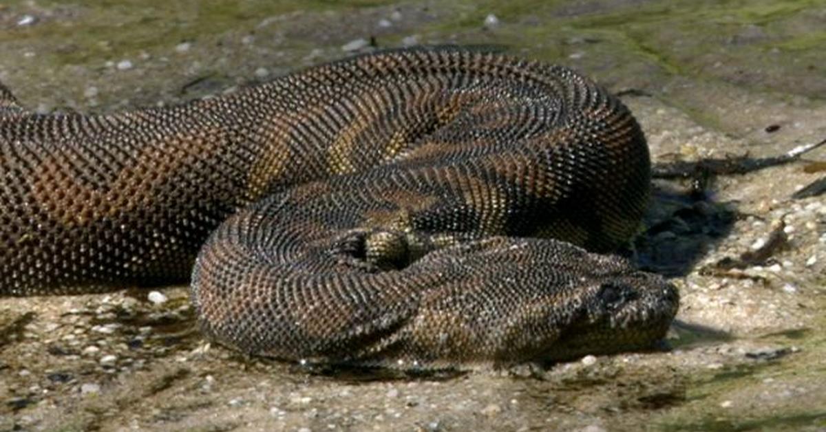 The majestic Arafura File Snake, also called Ular Arafura File in Indonesia, in its glory.