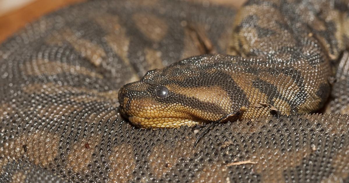 Striking appearance of the Arafura File Snake, known in scientific circles as Acrochordus arafurae.