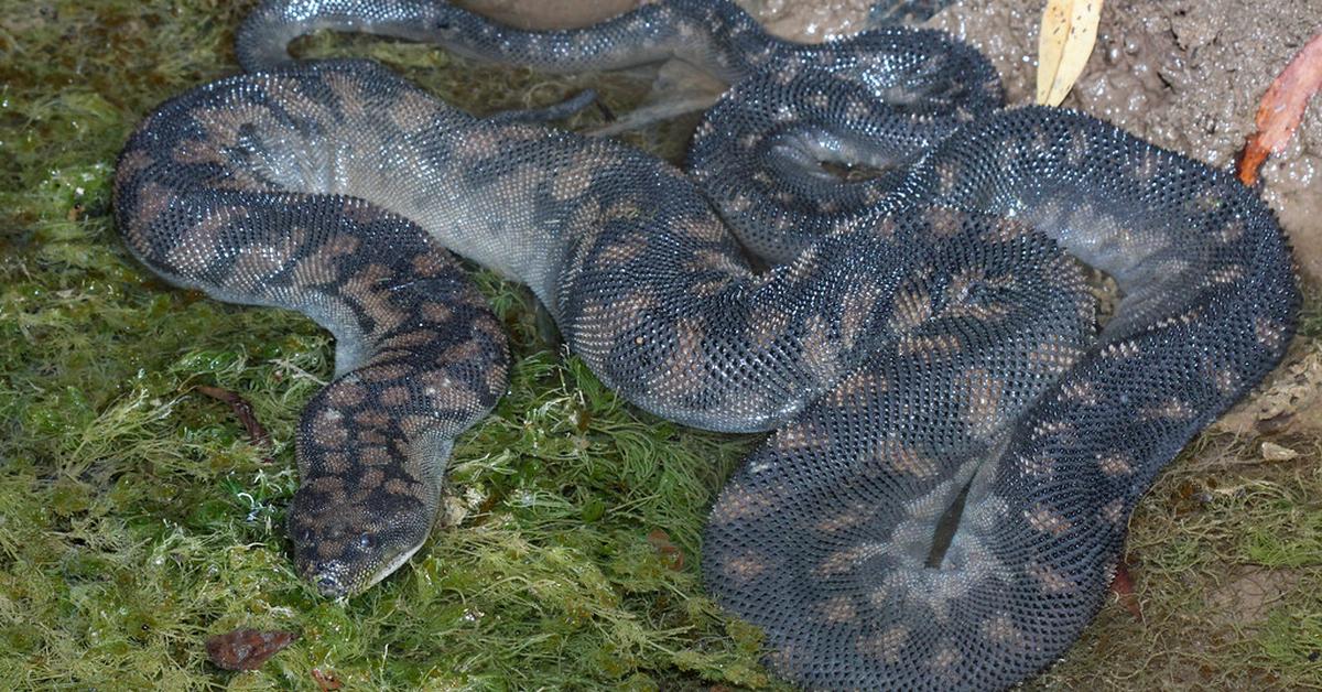 The majestic Arafura File Snake, also called Ular Arafura File in Indonesia, in its glory.