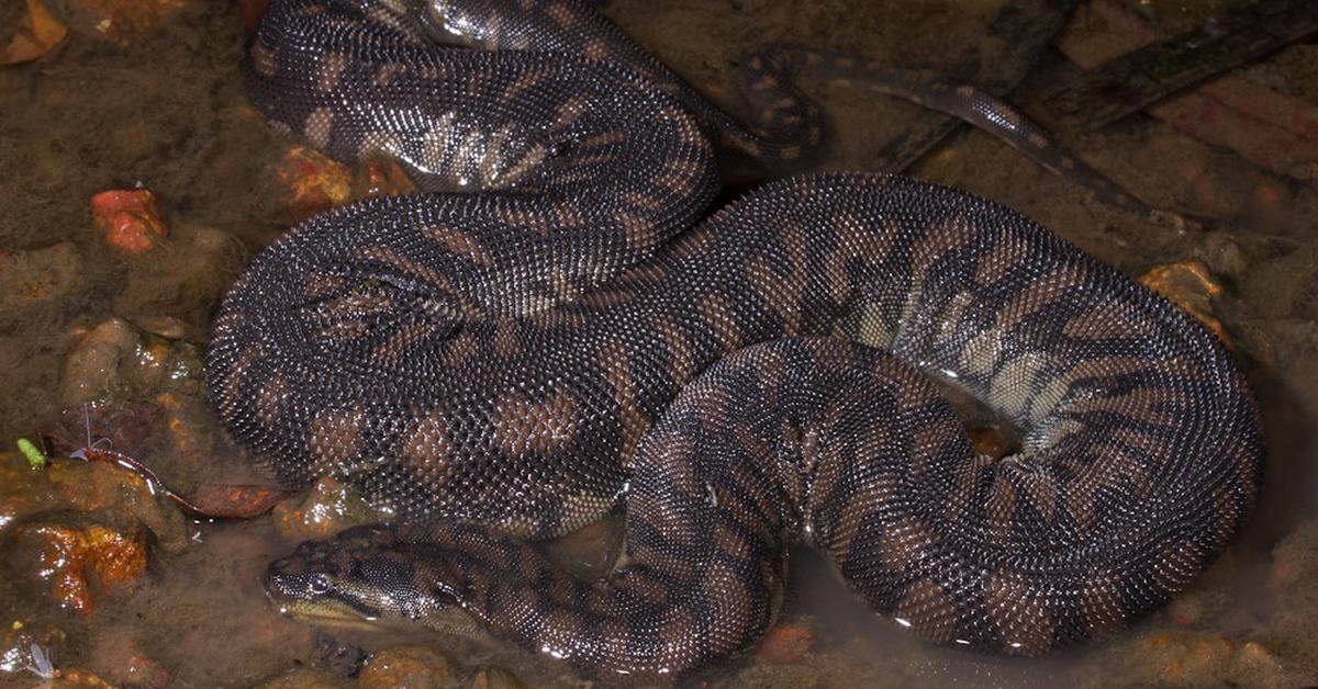 Striking appearance of the Arafura File Snake, known in scientific circles as Acrochordus arafurae.