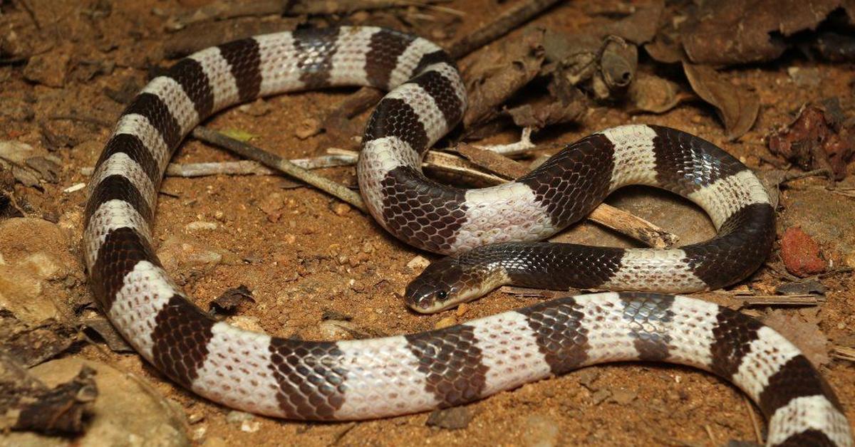 Natural elegance of the Arizona Black Rattlesnake, scientifically termed Crotalus cerberus.