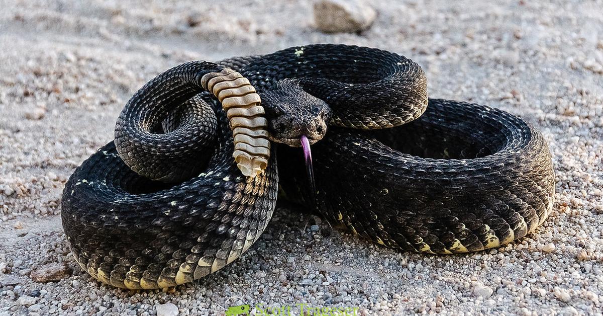 The alluring Arizona Black Rattlesnake, commonly referred to as Ular Berbisa Hitam Arizona in Bahasa Indonesia.