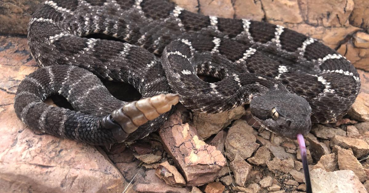 Splendid image of the Arizona Black Rattlesnake, with the scientific name Crotalus cerberus.