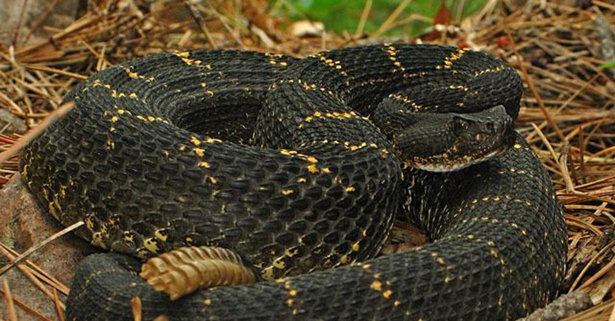 Vivid image of the Arizona Black Rattlesnake, or Ular Berbisa Hitam Arizona in Indonesian context.