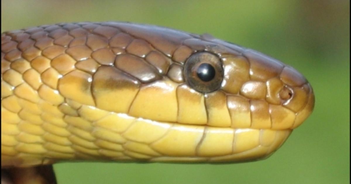 The fascinating Aesculapian Snake, scientifically known as Zamenis longissimus.