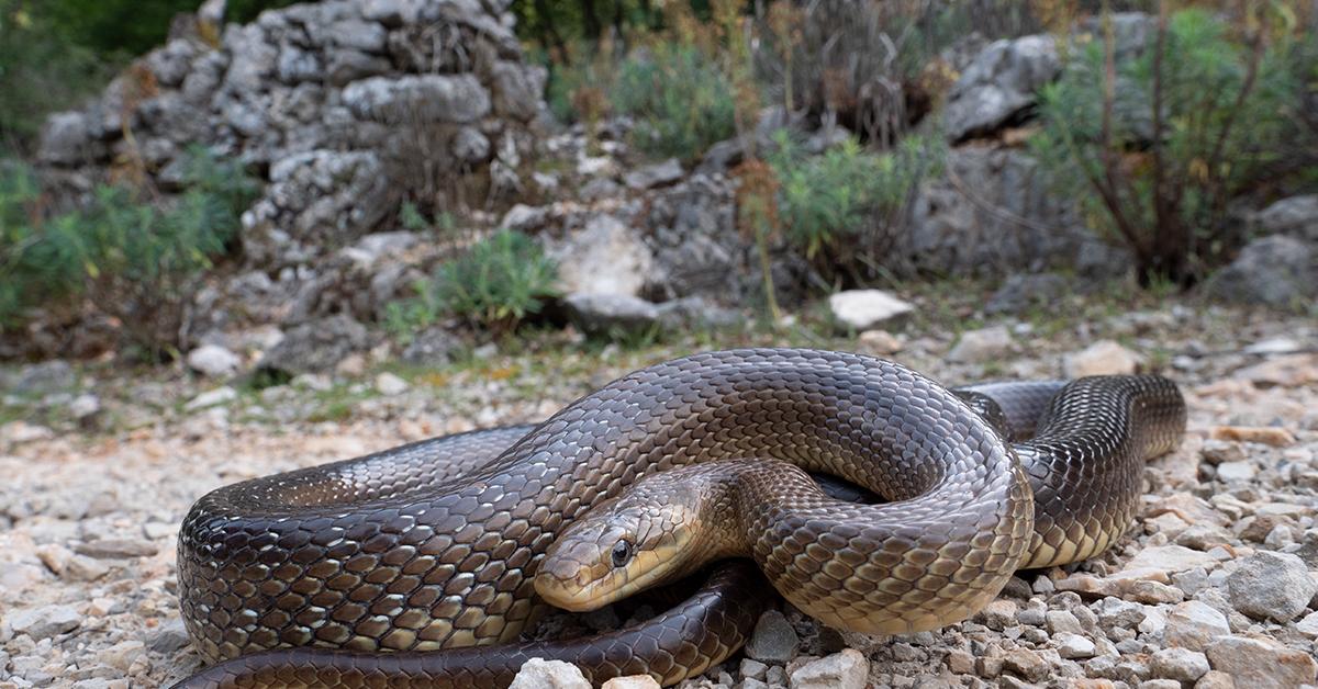 The elegant Aesculapian Snake (Zamenis longissimus), a marvel of nature.