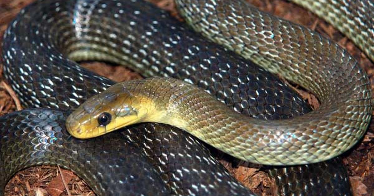 Enchanting Aesculapian Snake, a species scientifically known as Zamenis longissimus.