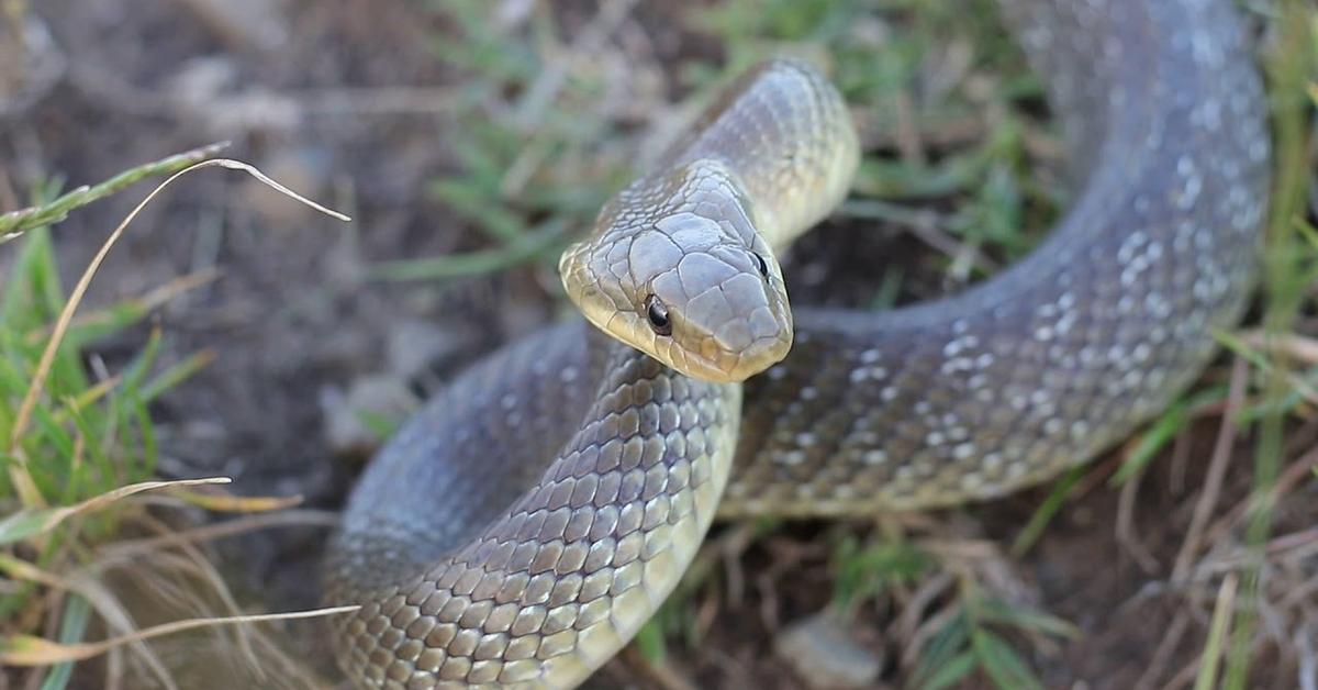 Detailed shot of the Aesculapian Snake, or Zamenis longissimus, in its natural setting.