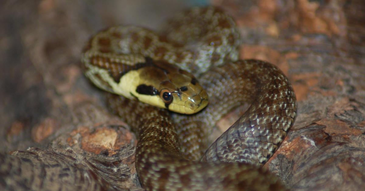 Vivid image of the Aesculapian Snake, or Ular Aesculapian in Indonesian context.