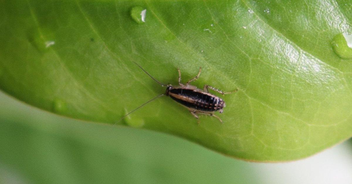 The remarkable Asian Cockroach (Blattella asahinai), a sight to behold.